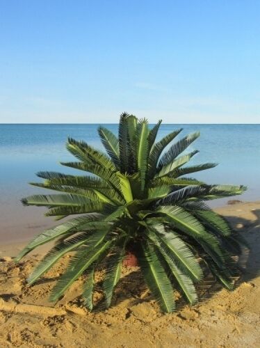 Sago Palm Realistic Outdoor Fake Palm Trees